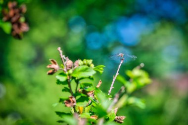 Blue Dasher Yusufçuğu bir yaz günü bir amber bitkisinin dalına tutunur.
