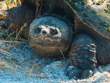 Kaplumbağayı Çekirdek Yolu 'nun kenarında, Yüzünde Yosun ve Deniz Kabuğu kalıntılarıyla yakalamak