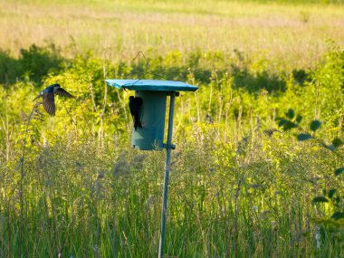 Bir Ağaç Kırlangıç Kuşu yuvanın deliğinde bekler diğeri ise bir yaz günü uçarak gelir.