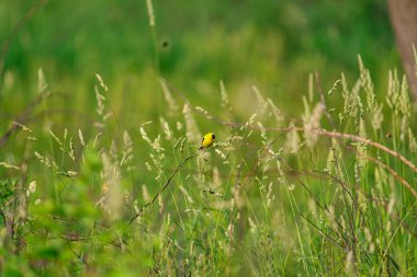 Amerikan ispinozu yaz günü düşen bir dala tünedi.