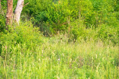 Meyve bahçesi Oriole bir yaz günü bir kır çiçeği dalına tünemiş