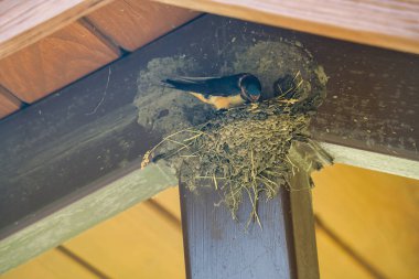 Barn Swallow kuşu yaz günü bir piknik barınağının arifesinde çamur yuvası yaratıyor.