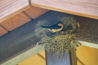 Barn Swallow kuşu yaz günü bir piknik barınağının arifesinde çamur yuvası yaratıyor.