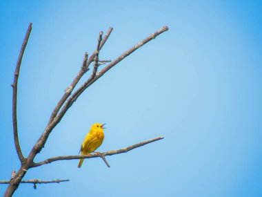 Sarı Warbler kuşu ölü bir ağaç dalına tünemiş Bir yaz günü şarkı söylüyor