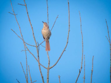 Kahverengi Thrasher Kuşu, açık mavi gökyüzüne karşı çıplak dalların arasına tünemişti.