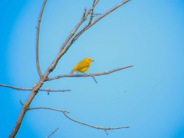 Sarı bülbül kuşu bir yaz günü ölü bir ağaç dalına tünedi.