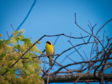 Sarı boğazlı kuş, çıplak bir dala tünemiş yaz gününde şarkı söylüyor.