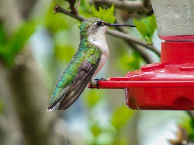 Ruby-Throated Hummingbird bir yaz günü nektar besleyicisinin üzerine oturur.