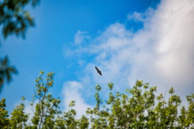 Akbaba bir yaz günü ağaç sınırının üzerinde gökyüzünde süzülüyor