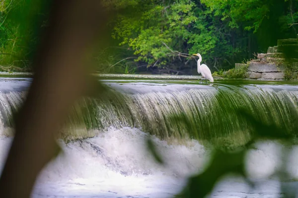 Egret bird seen through gree leaves standing on the top of a waterfall on a summer day