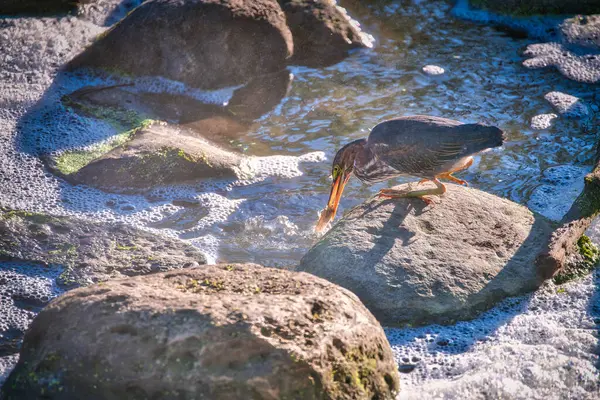 Green Heron Bird hunts and catches a fish from a rock near a waterfall in the early morning on a summer day