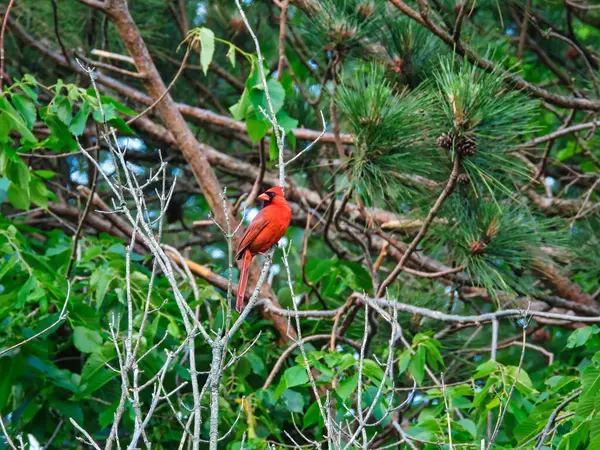 Northern Cardinal bird perched on a bare branch in front of a fir tree on a summer day