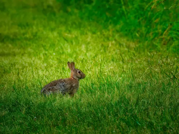Pamuk kuyruklu tavşan bir yaz günü çimlerin üzerinde gün ışığında