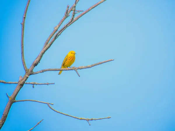 Yellow Warbler bird perched on a dead tree branch on a summer day