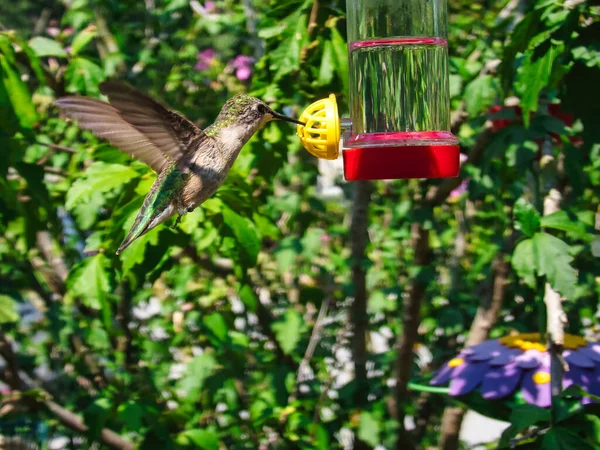 Ruby Throated Hummingbirdは夏の日に空中でホバリングしている間 送り装置から蜜をふるいます ストック写真