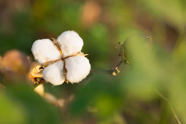 Cotton Boll Fully Matured Pick Agricultural Field Copy Space Immagine Stock