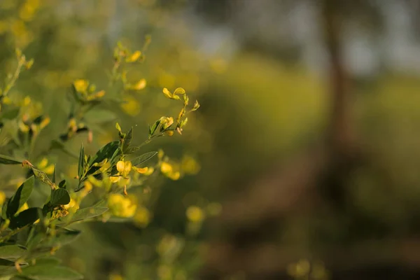 Plants of Pigeon pea with flowering yellow flower in the agriculture field with copy space.
