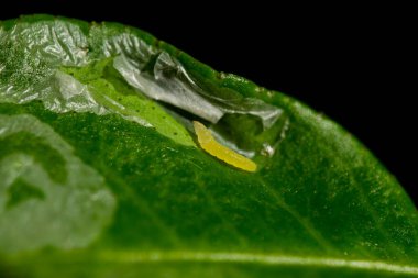 The citrus leaf miner feeding on citrus leaf making shiny silvery serpentine mines. It is important insect pest of citrus causes plant infection which is cause of citrus canker like bacterial disease.