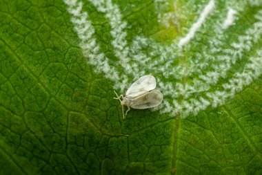 White fly on the leaf with its hairy wax like produce under the leaf. It is important and serious pest of agriculture crops.