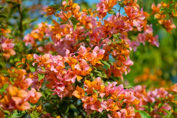 Colorful fully bloomed bougainvillea flowers. used selective focus.