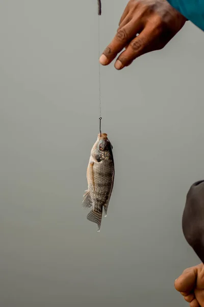 Fish caught in fishing hook and human hand removing the hook from fish to collect by holding nylon string. Used selective focus.