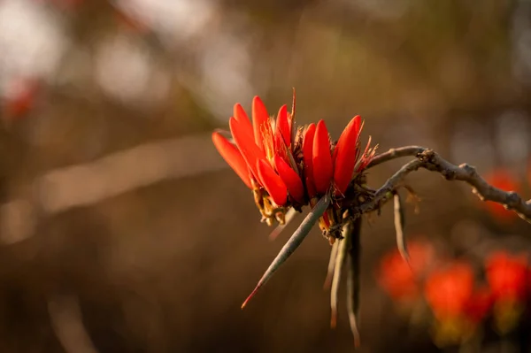 Όμορφο Λουλούδι Της Erythrina Variegata Επίσης Γνωστή Νύχι Τίγρης Ινδικό — Φωτογραφία Αρχείου