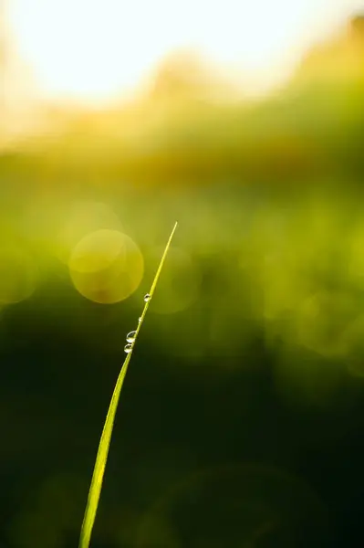 Kış sabahı şeker kamışı yaprağının ucuna çiy damlaları düşer ve arka planda parlak sıcak güneş ışığı. Kullanılan seçici odak.