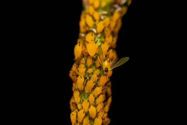 Gelbe Blattläuse Der Pflanze Mit Ausgewachsenen Geflügelten Blattläusen Das Ist — Stockfoto