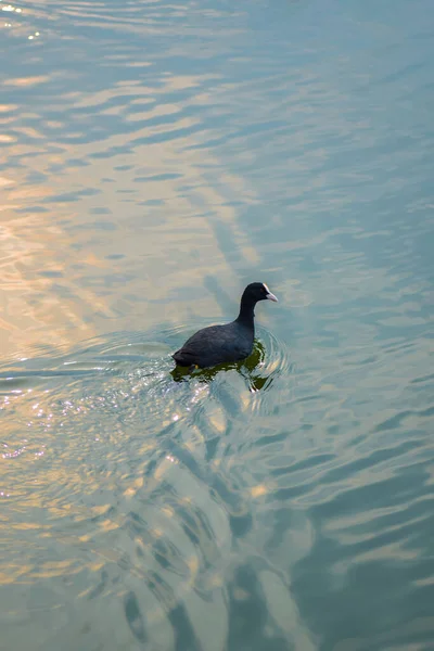 Bebek Pergi Dari Air Dan Air Riak Dengan Cahaya Pagi — Stok Foto