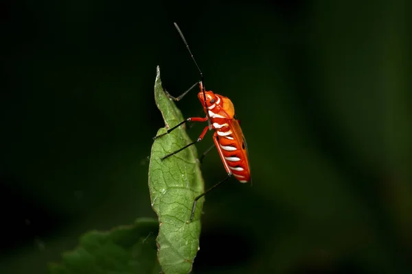 Κόκκινο Bug Βαμβάκι Βαμβακερός Bug Οποίο Είναι Σοβαρή Γεωργία Παράσιτο — Φωτογραφία Αρχείου