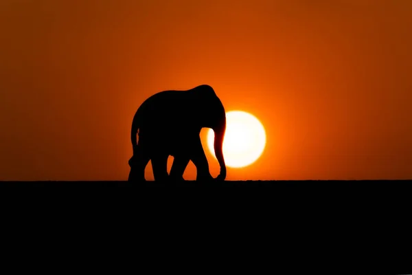 夕日と水平線とオレンジ色の空の間に太陽と象のシルエット — ストック写真