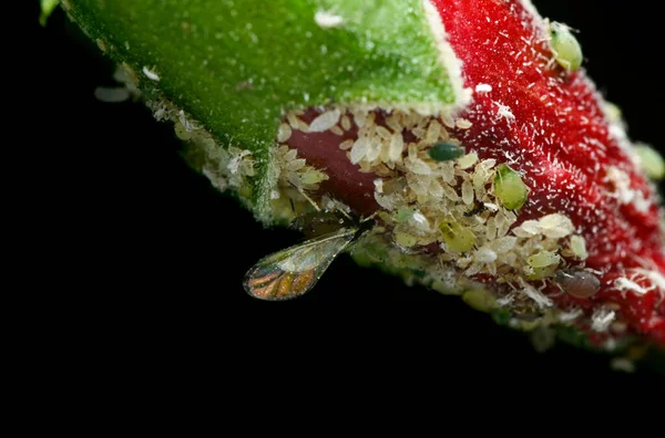 초장의 꽃봉오리는 식물을 빨아먹는 진딧물로 있습니다 식물의 부분에서 수액을 빨아들여 — 스톡 사진