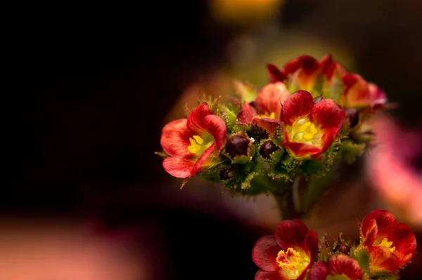 Flores Pequenas Bonitas Perto Jatropha Gossypiifolia Comumente Conhecido Como Arbusto — Fotografia de Stock