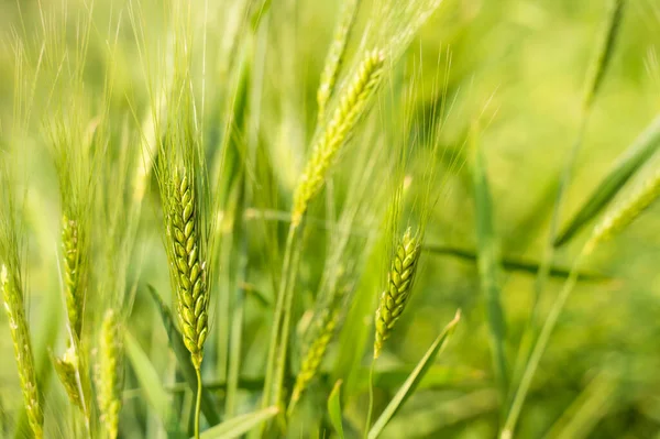 Tarım buğday tarlasında panikler büyümüş ve bitkiye asılmış. Kullanılan seçici odak.