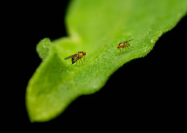 Két Liriomyza Légy Közismert Nevén Levélbányász Repül Növény Levelén Párosodás — Stock Fotó