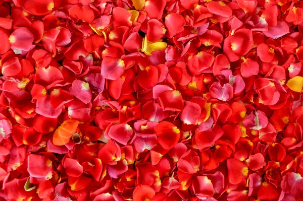 Hintergrundbild Von Rosenblättern Die Gepflückt Und Über Die Oberfläche Verteilt — Stockfoto