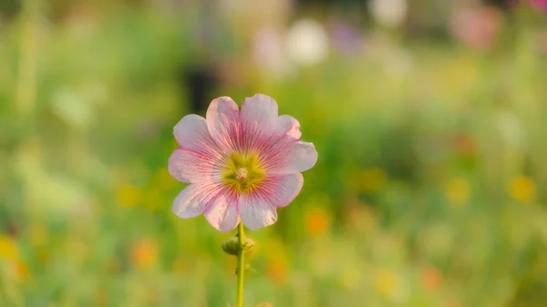 Rosa Claro Colorido Uma Flor Hollyhock Totalmente Floresceu Jardim Foco — Fotografia de Stock