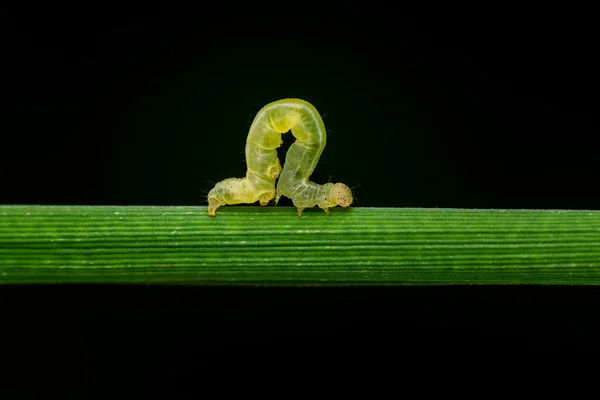 맥크로 사진에는 애벌레 들판에서 애벌레들은 접어서 안에서 먹습니다 — 스톡 사진