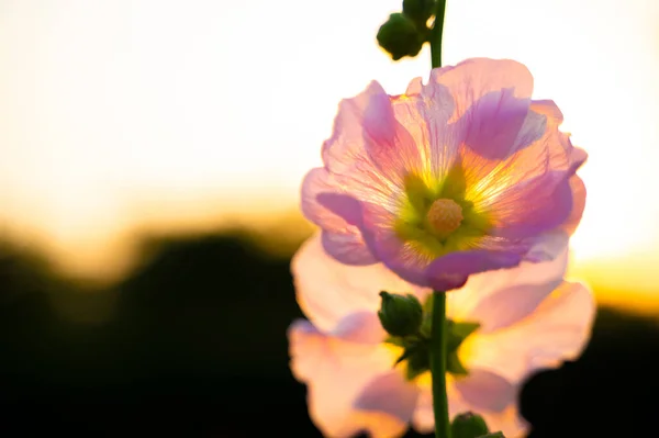 Leicht Rosafarbene Hollyhock Blume Blühte Voll Frontansicht Und Abendlicht Hintergrund — Stockfoto