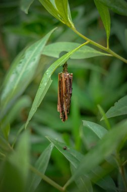 Yaprağa yapışmış bir kurt güvesi tırtılı. Bu tırtıl, enkaz ve bitki kalıntılarıyla kaplı ipek bir kılıf inşa ediyor..