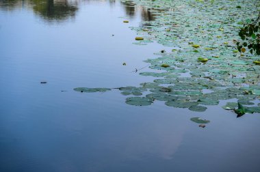 Nilüfer yaprakları suyun üzerinde yüzer..