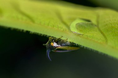 Dikenli ağaç zıpzıpzıpı, bitki yaprağını taklit eder. Burası berbat bir bahçe ve tarım böceği..