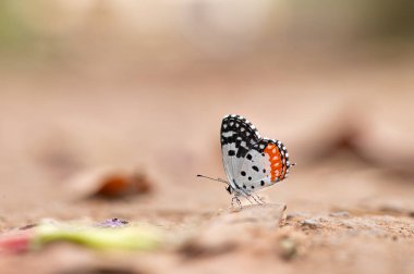 Red pierrot butterfly resting on the soil. Selective focus on the butterfly and background blur with copy space. Scietifically Talicada nyseus, found in the Indian subcontinent and South East Asia clipart