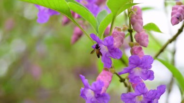 Strobilanthes callosa bitkisi olarak bilinen Karvi çiçeğini ziyaret ederek ondan nektar topladı..