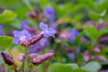 Fully bloomed flower of Strobilanthes callosa commonly known as Karvi which is a wild flower and shrub attain its height upto 20 feet and blooms only once in every 7 years. clipart