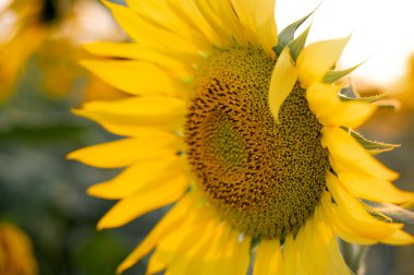 Tarım alanında akşam vakti çiçek açan ayçiçeğinin yan açısını kapat..