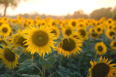 Ayçiçeğinin ekildiği ve tamamen çiçek açtığı tarım tarlasının geniş bir fotoğrafı. Akşam vakti ve güneş ışığı parlayan çiçekler.