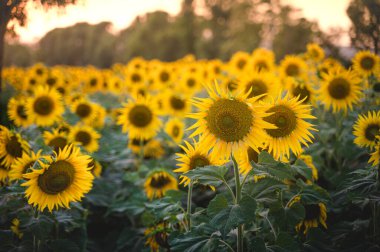 Tarım çiftliğinde yetiştirilmiş ayçiçekleri. Kullanılan seçici odak.