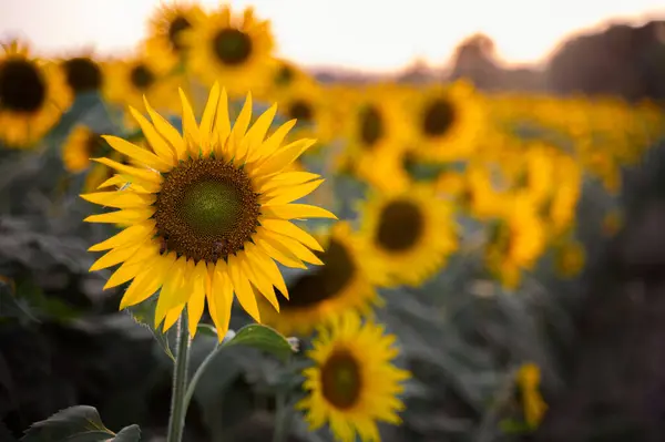 Gece boyunca üzerinde bir bal arısı olan ayçiçeği tarlasında. Arkaplan bulanıklığı ve kopyalama alanı.