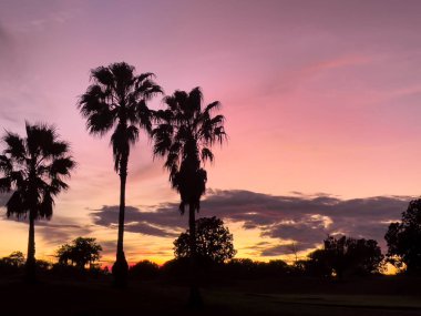 Summerfield, Florida, ABD. 2022 yılı. Florida kırsalında gün batımında üç palmiye ağacı ve pembe bir gökyüzü.. 